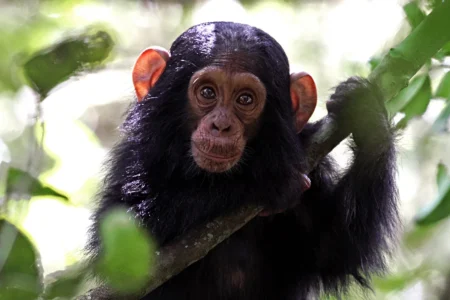 Flight Transfer - Kibale Forest National Park