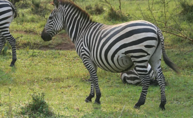 Lake Mburo National Park: Finally the Zebra that are not present anywhere else in Uganda