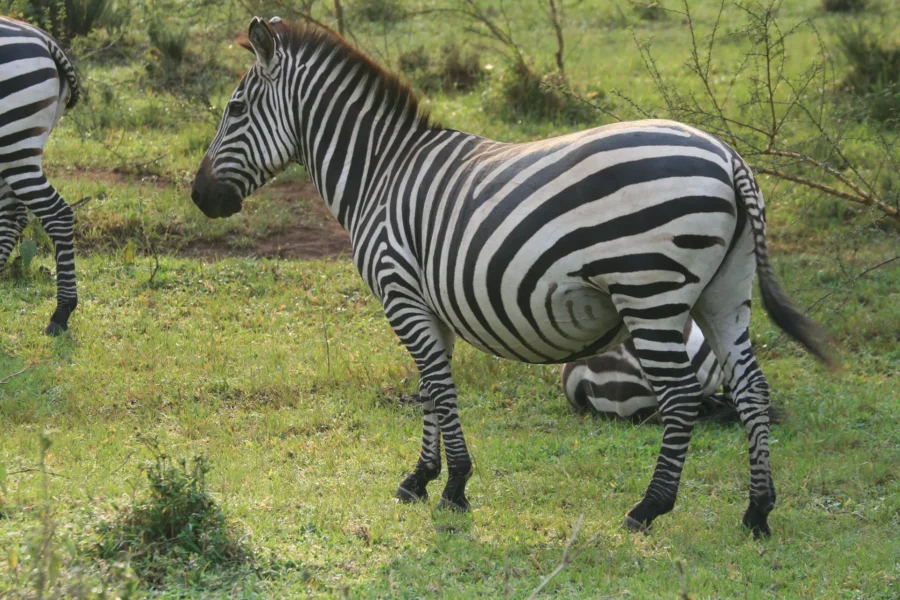 Lake Mburo National Park: Finally the Zebra that are not present anywhere else in Uganda