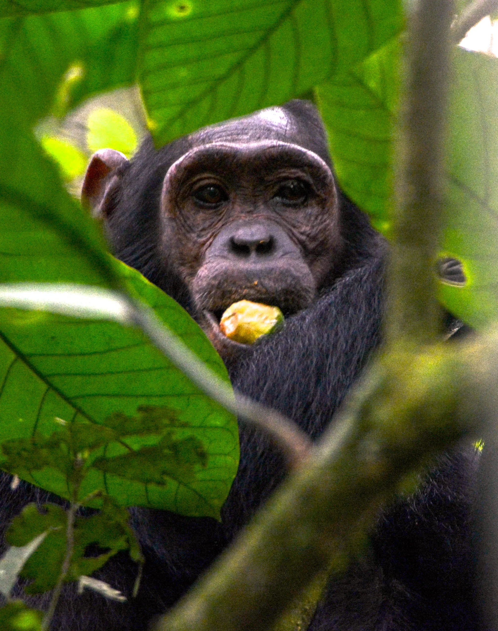 Chimpanzees Trekking, Bigodi Swamp & Community Walk - Kibale National Park