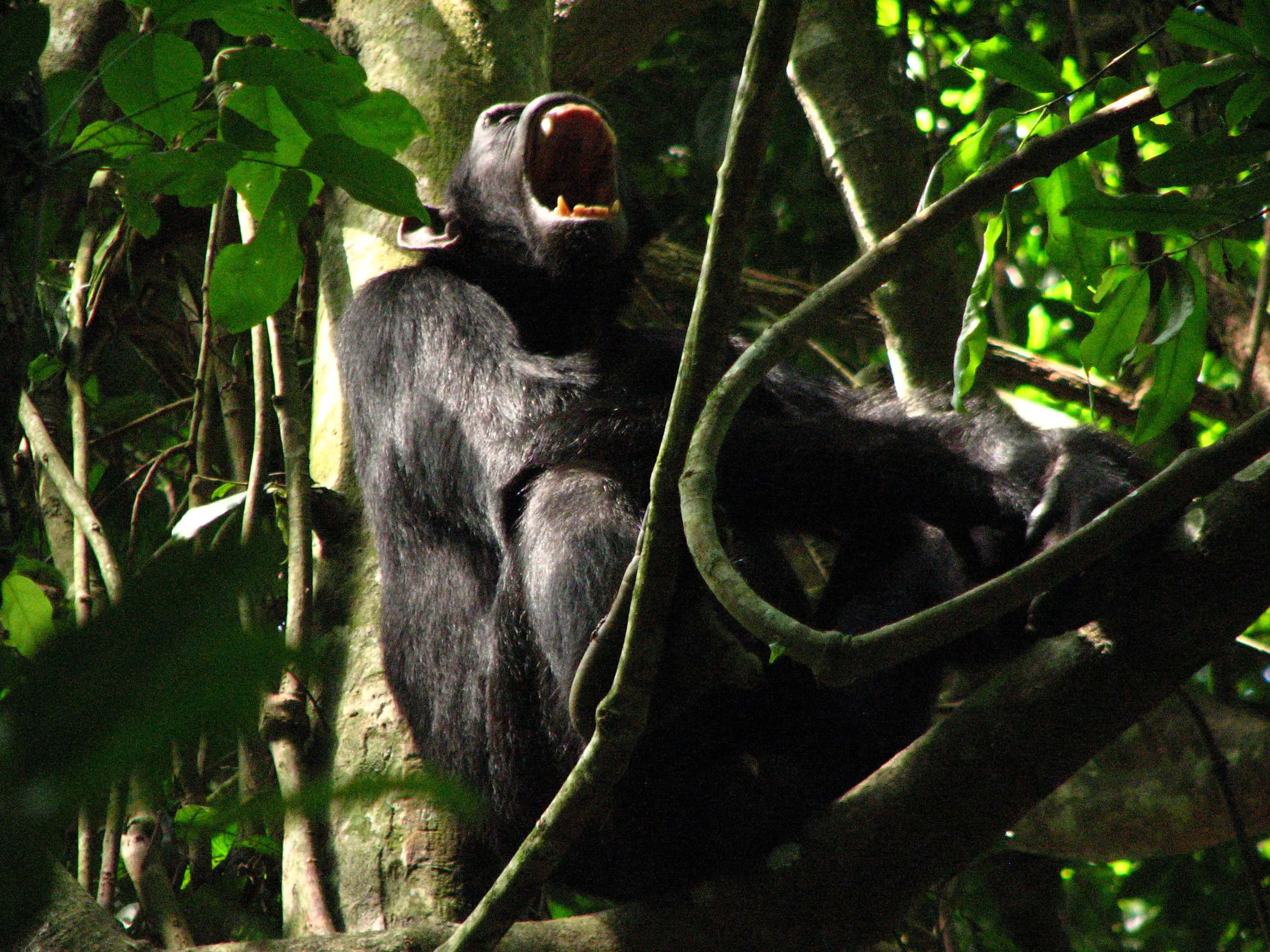 Kibale Forest National Park, Uganda