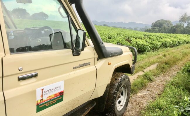 4Wheel- Drive: Open-Sided Game Drive Vehicles in Murchison Falls National Park: