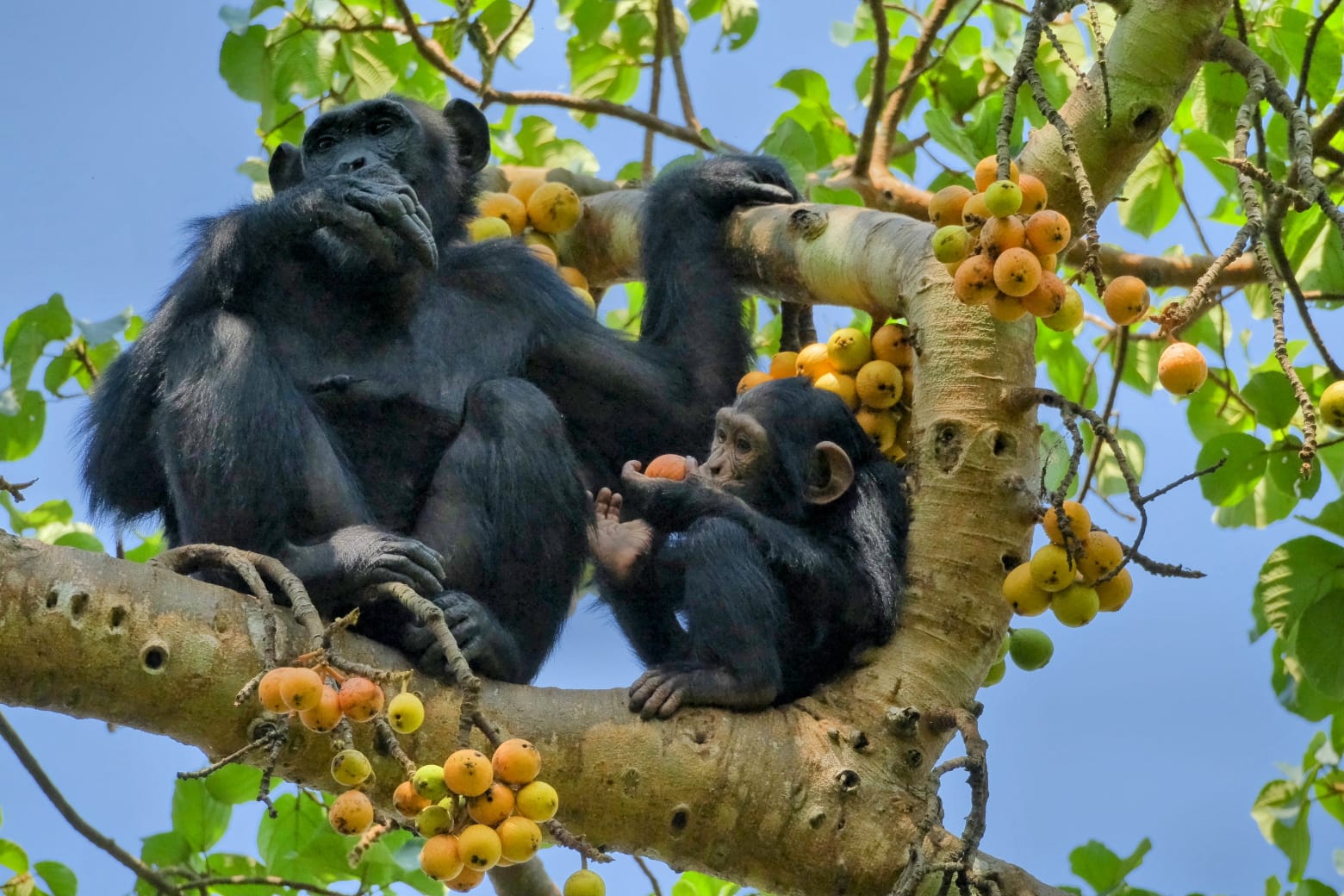 Chimpanzee 76 mammal species