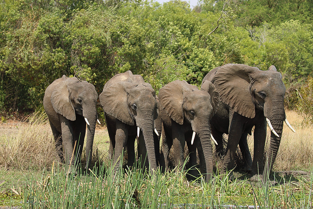 African Savannah Elephants Mating in Murchison Falls National Park Uganda