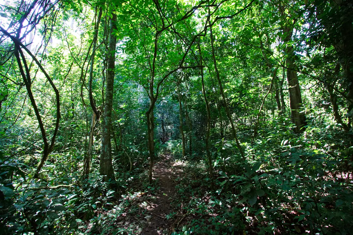 Budongo Forest