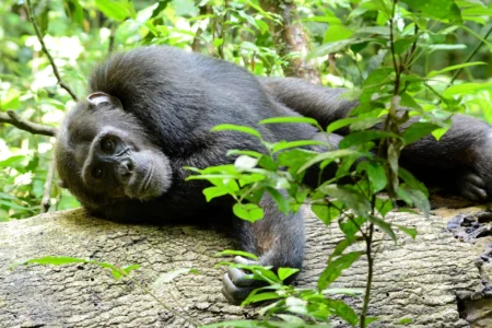 Chimpanzee Trekking - Start preparing your tailored safari with advice from our experts for a Memorable safari