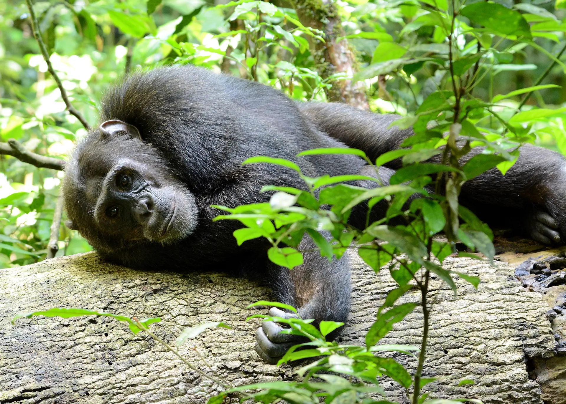 Chimpanzee Trekking - Start preparing your tailored safari with advice from our experts for a Memorable safari