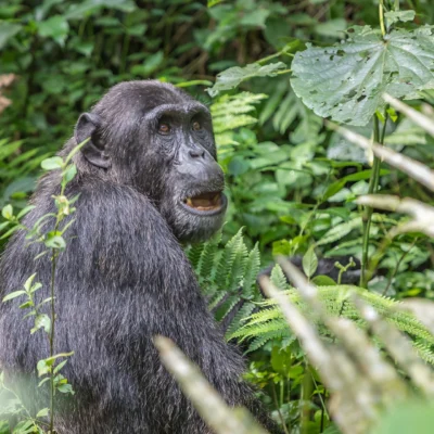 Kibale Forest National Park