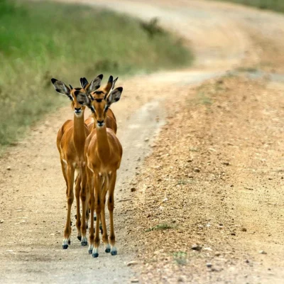 Lake Mburo National Park