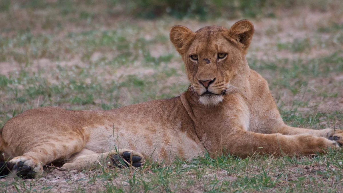 Lion - Relaxing in Murchison Falls National Park Uganda- Africa