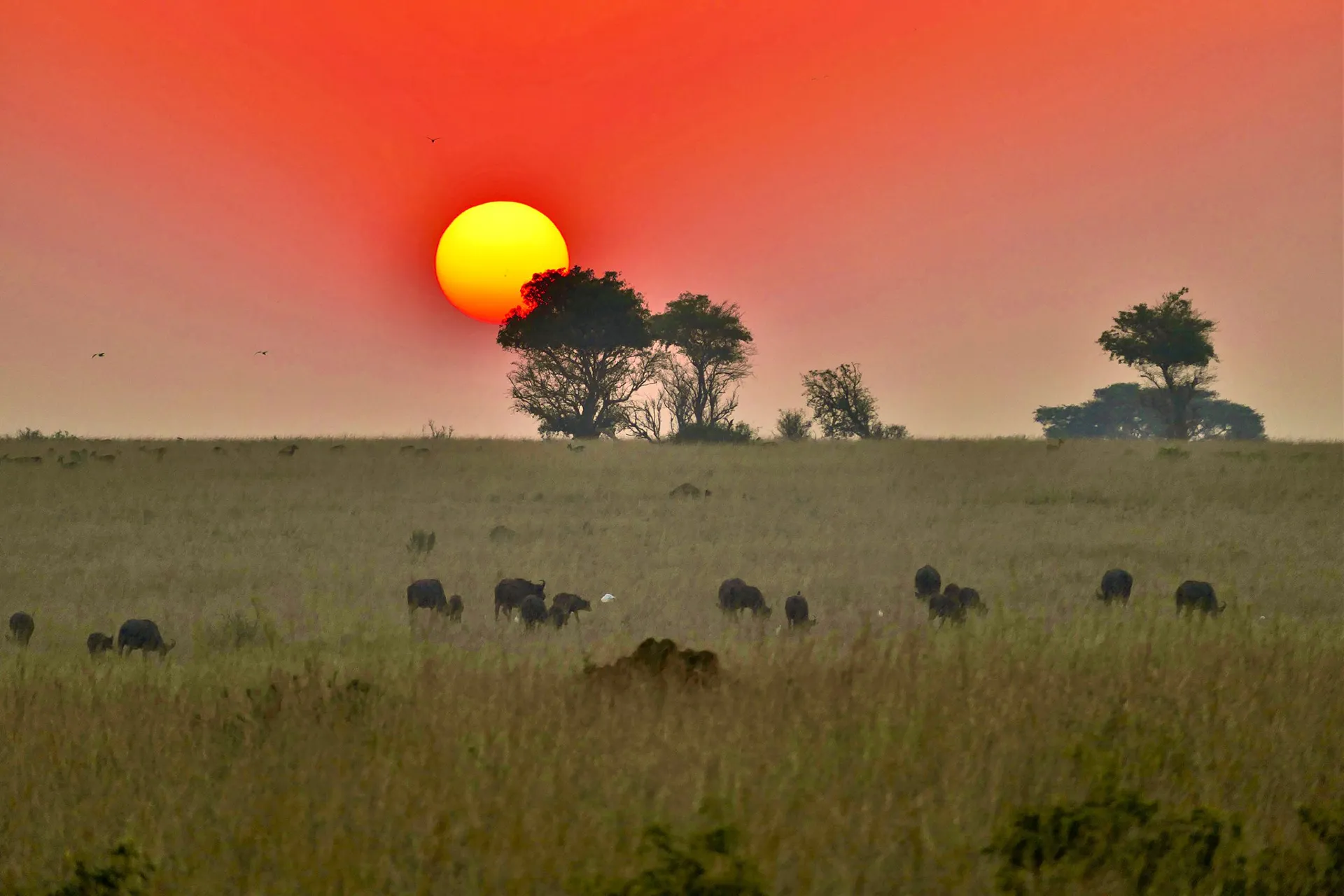 Murchison Falls National Park Uganda Safaris