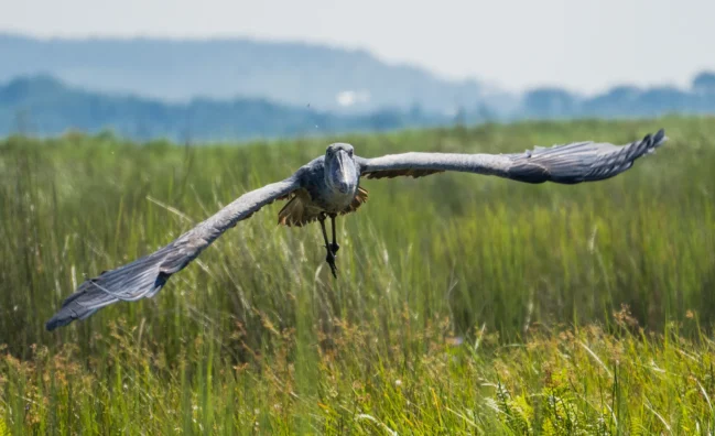 Shoebill Tracking Uganda Murchison Falls