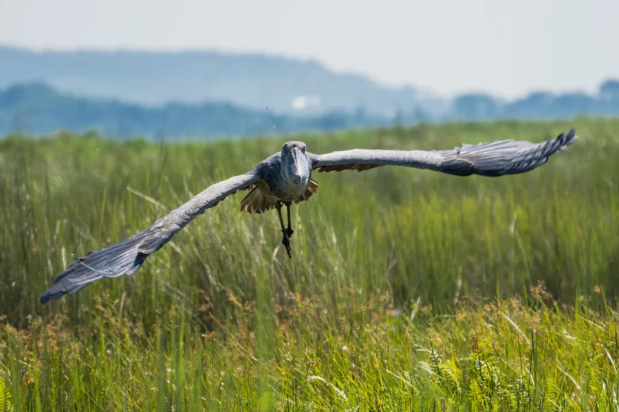 Shoebill Tracking Uganda Murchison Falls