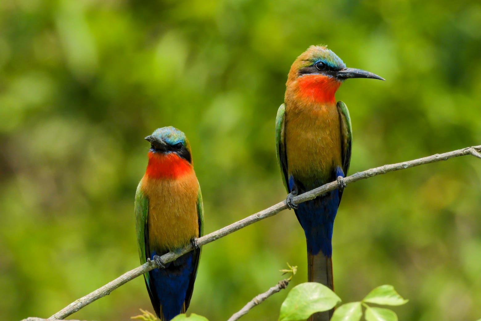 birds at Murchison Falls National Park, Uganda