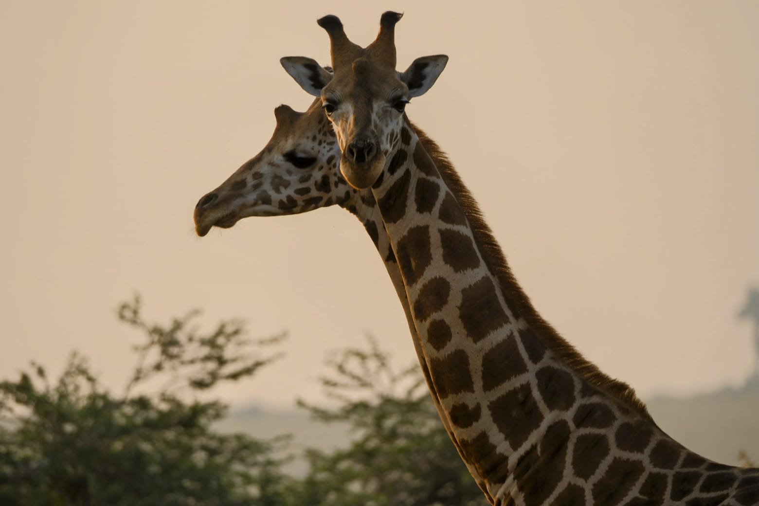 A Giraffe Murchison Falls National Park Safaris, East Africa Uganda