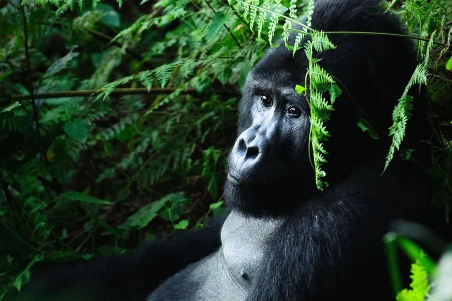 05 days primates vacation in Uganda