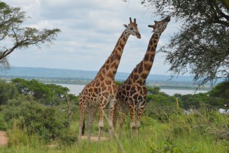 3-Day Murchison Falls Adventure: Budget-Friendly Safari Embark on our thrilling Big Five of Africa Safari