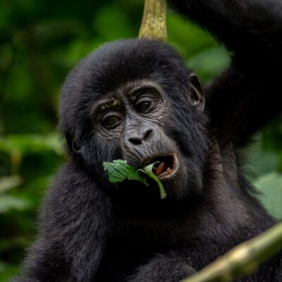 Bwindi Impenetrable National Park