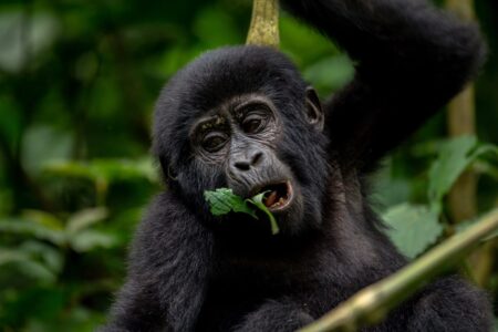 3-days gorilla trekking in Uganda