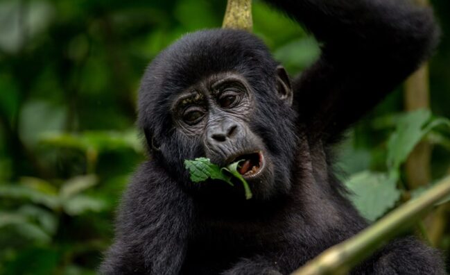 3-days gorilla trekking in Uganda