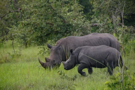 4-day walking safari adventure is designed for thrill-seeking travelers like you! Immerse yourself in the wild as you track rhinos