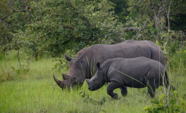 4-day walking safari adventure is designed for thrill-seeking travelers like you! Immerse yourself in the wild as you track rhinos