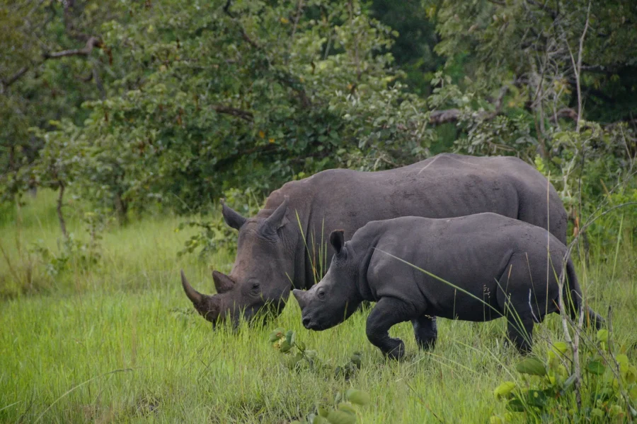 4-day walking safari adventure is designed for thrill-seeking travelers like you! Immerse yourself in the wild as you track rhinos