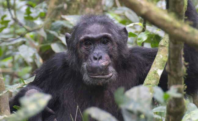 6-Days Wildlife and Chimpanzee Safari