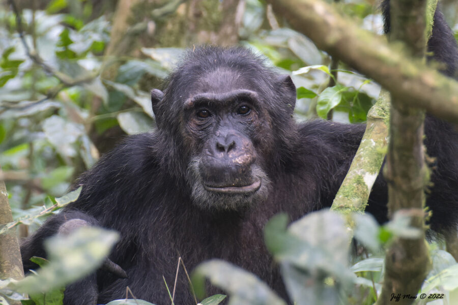 6-Days Wildlife and Chimpanzee Safari