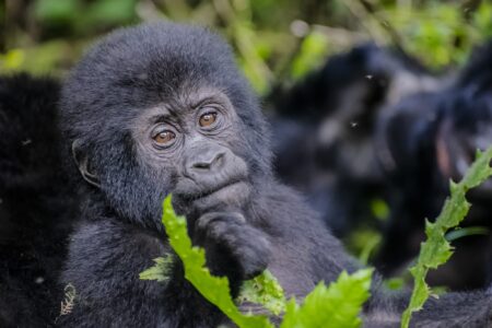 4 Days Fly-in Gorilla Habituation Safari