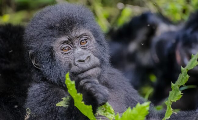 4 Days Fly-in Gorilla Habituation Safari