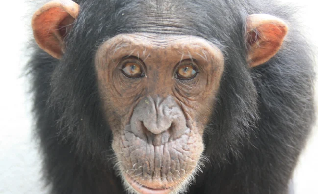 8 Days Primates & Wildlife Safari