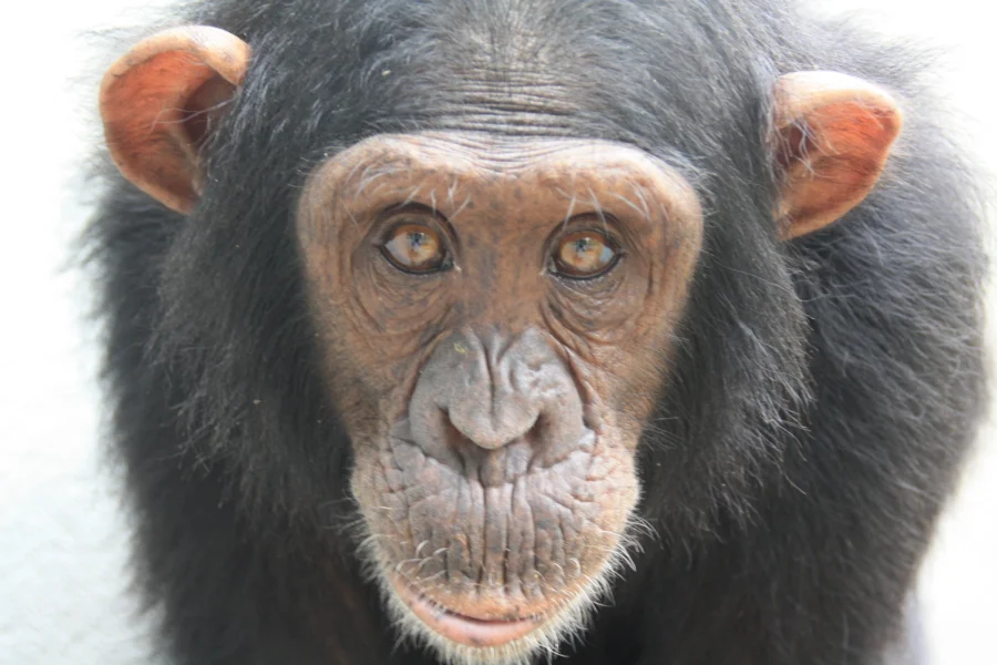 8 Days Primates & Wildlife Safari