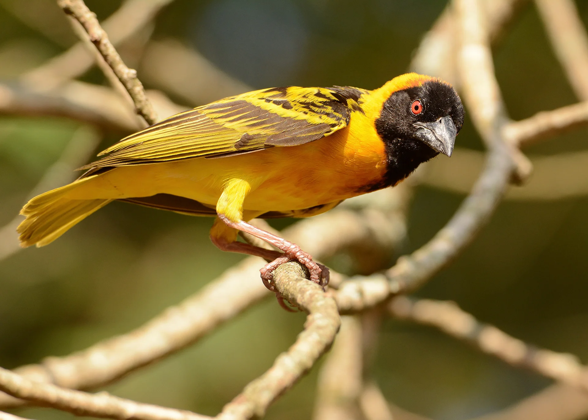 Black-headed Weaver