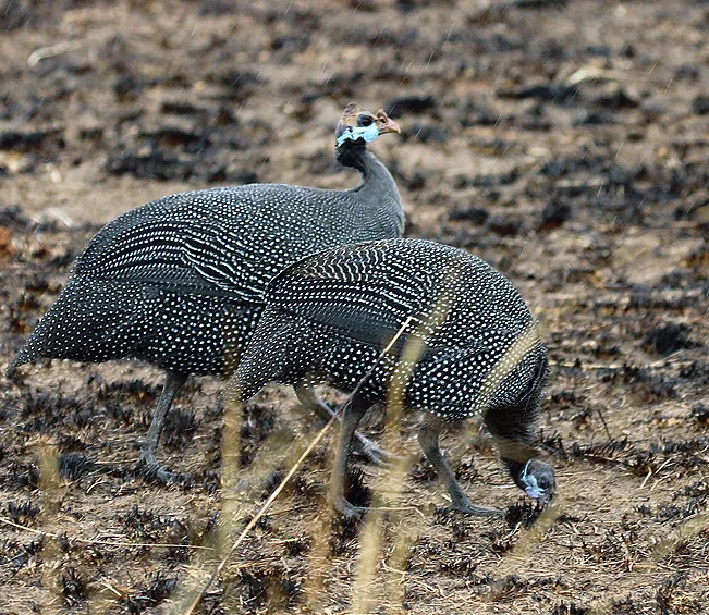Helmeted Guinea fowls Murchison Falls National Park, Uganda