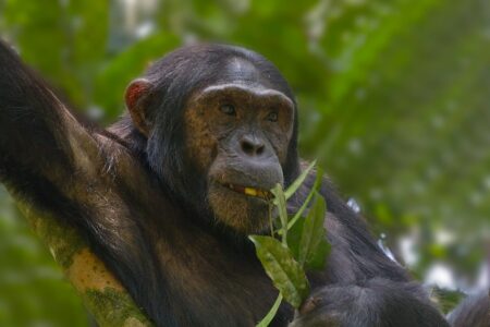6-Day Wildlife Meets Chimpanzee Safari