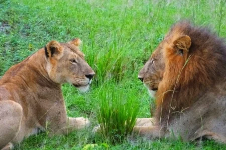 3 Days Murchison Falls Big-5 Wildlife Safari