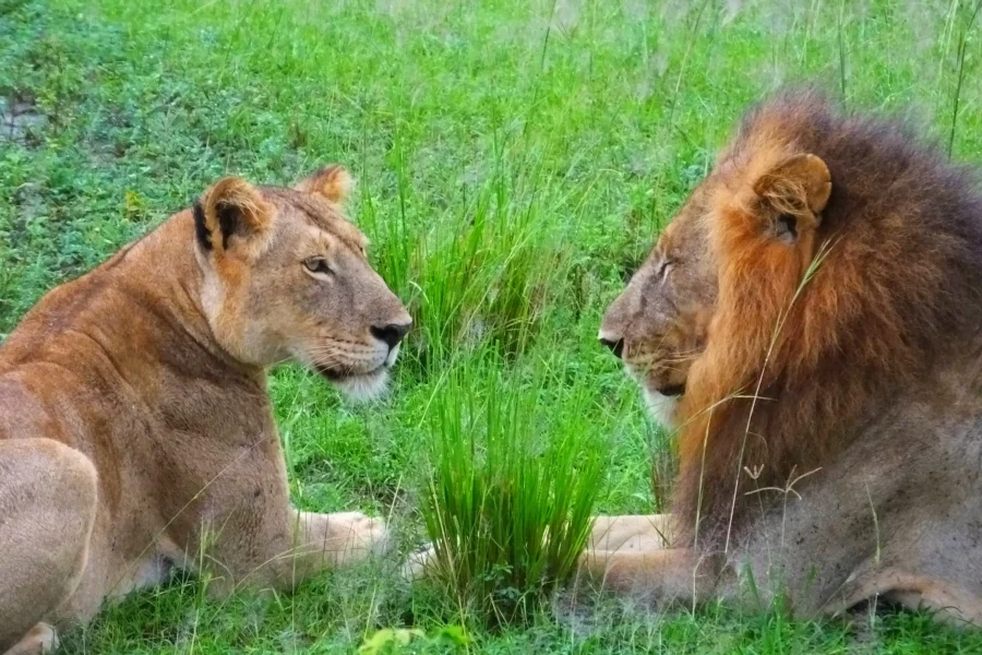 3 Days Murchison Falls Big-5 Wildlife Safari