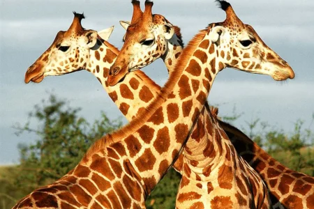 Multi-Day Walking Safari with Fly Camping in Murchison Falls: Ready to step off the beaten path and into the heart of the wild? Join Pamoja Safaris