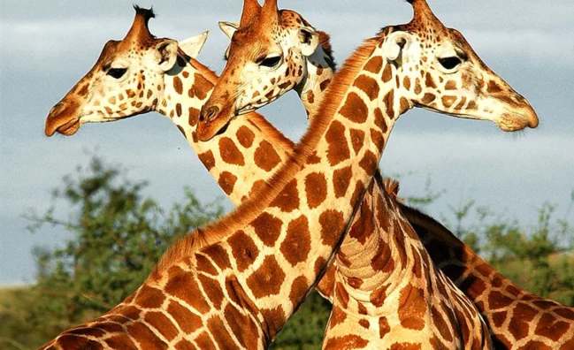 Multi-Day Walking Safari with Fly Camping in Murchison Falls: Ready to step off the beaten path and into the heart of the wild? Join Pamoja Safaris