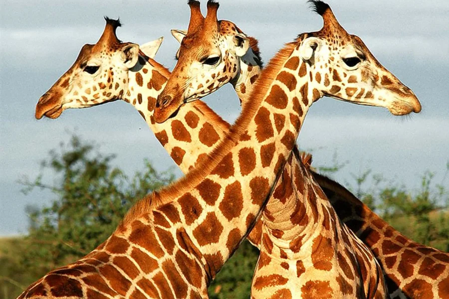 Multi-Day Walking Safari with Fly Camping in Murchison Falls: Ready to step off the beaten path and into the heart of the wild? Join Pamoja Safaris