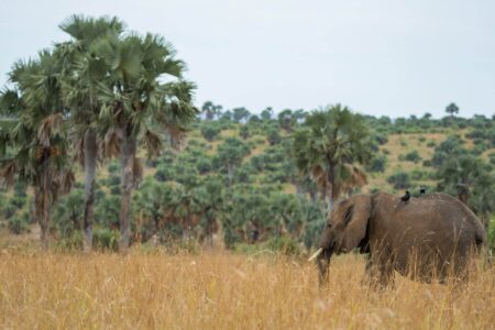 Murchison Falls, Uganda