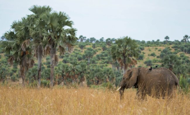 Murchison Falls, Uganda