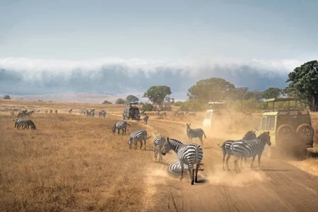 Best time to go on an East Africa Safari