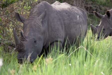 Rhino Tracking