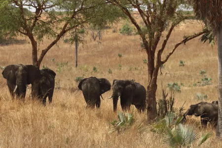 Why It Is Best to Travel During the Green Season in Tanzania