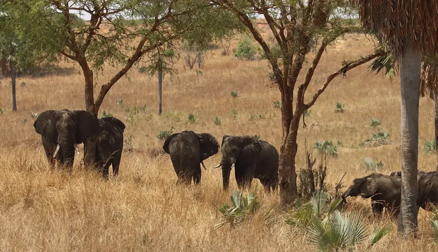 4 Days Murchison Falls Magical Safari