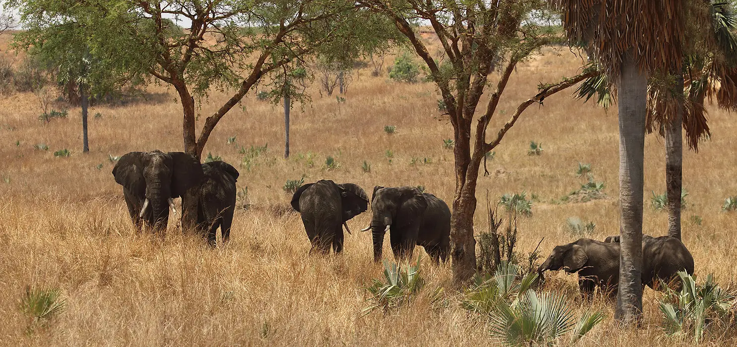 4 Days Murchison Falls Magical Safari