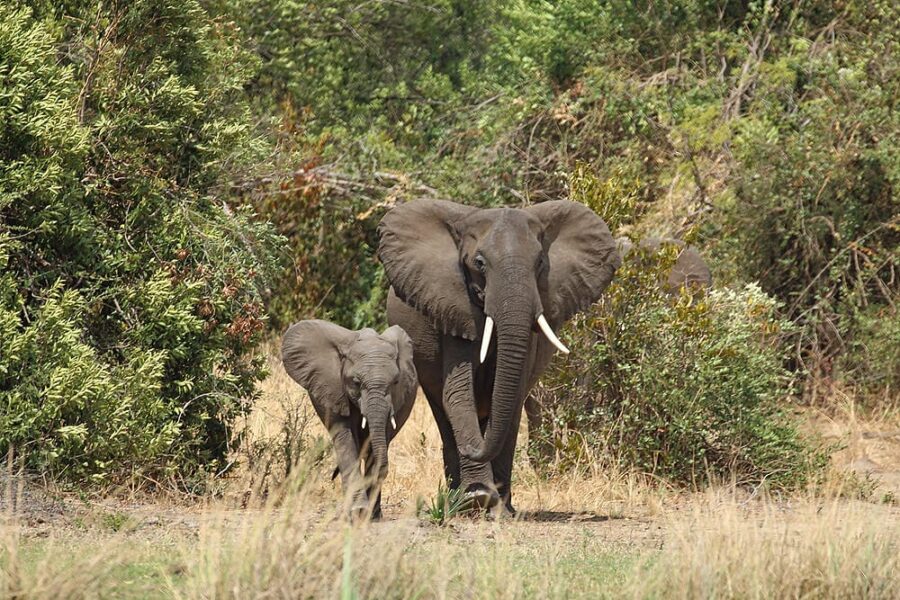 Experience the ultimate family adventure on this 7-day Murchison Falls Safari! Stay in luxury