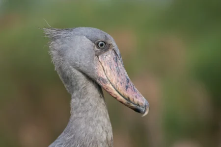 Shoebill Tracking in Murchison Falls National Park